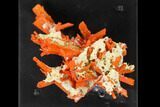 Bright Orange Crocoite Crystal Cluster - Tasmania #148511-4